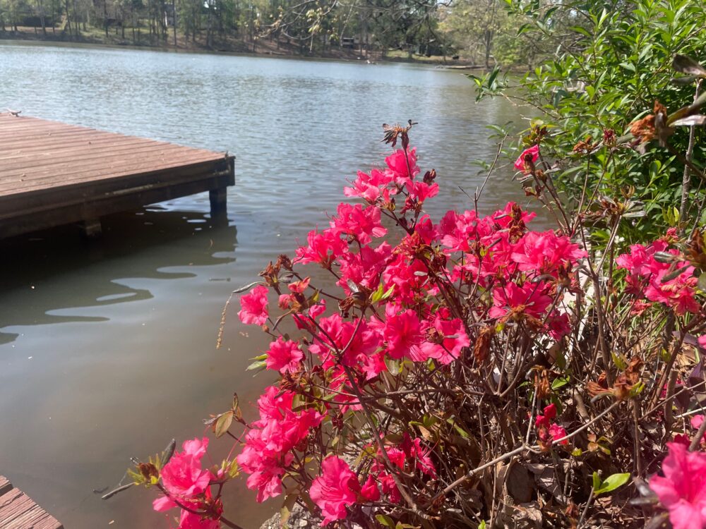 azaleas by ship house dock, where I meditate while finding my creative self