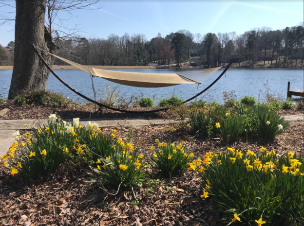 daffodils and hammock